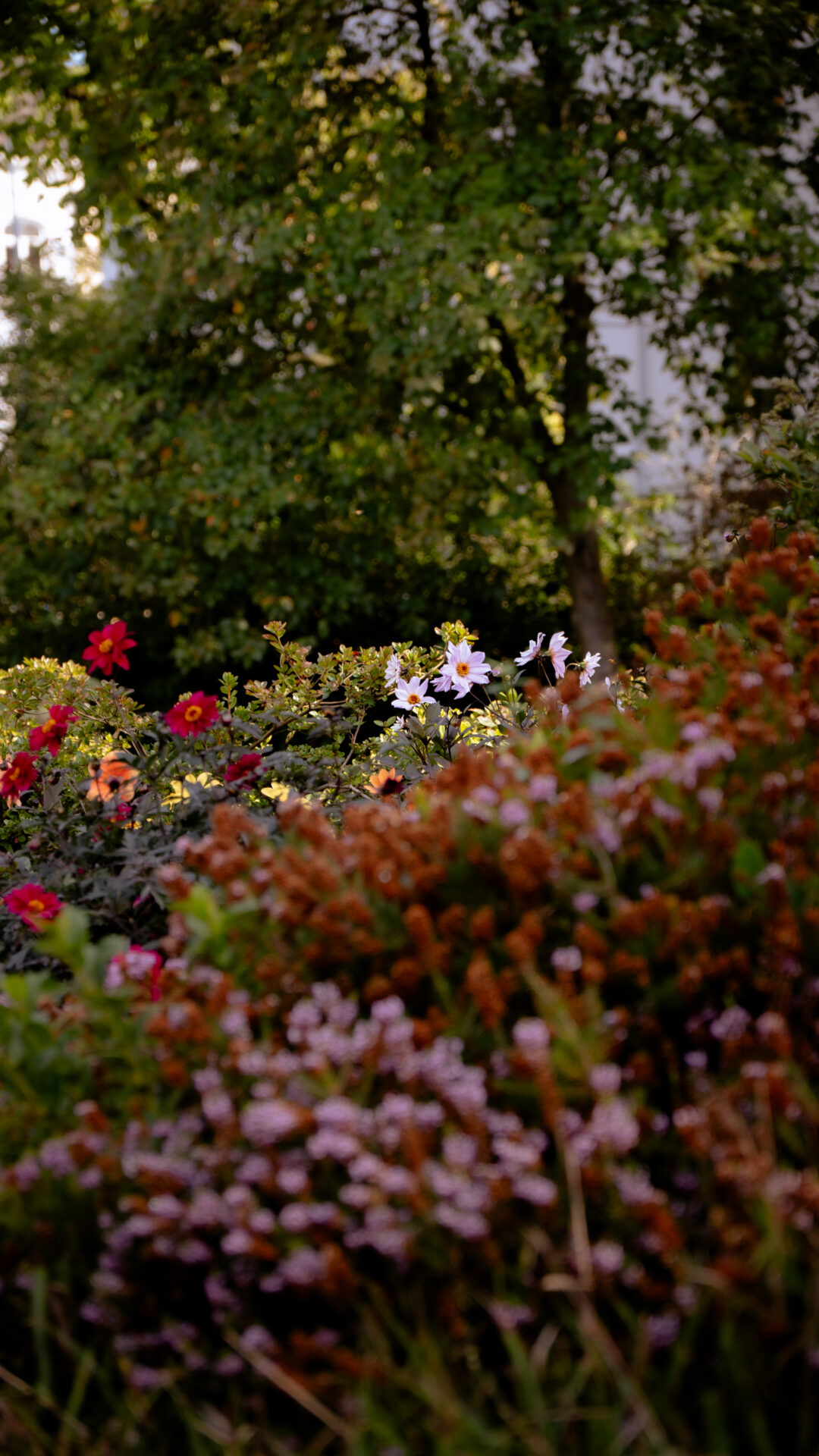 Blumenmeer aus verschiedenfarbigen Blumen